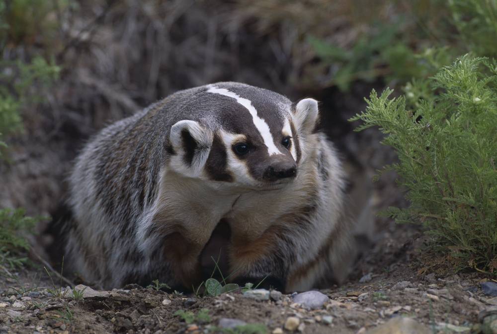 American Badger